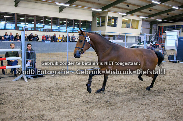 Vrijspringen Competitie Manege De Vosberg 19-04-24