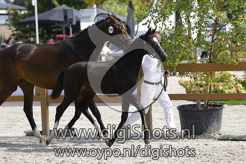 Tesla MH de Jeu v. Obsession Taonga