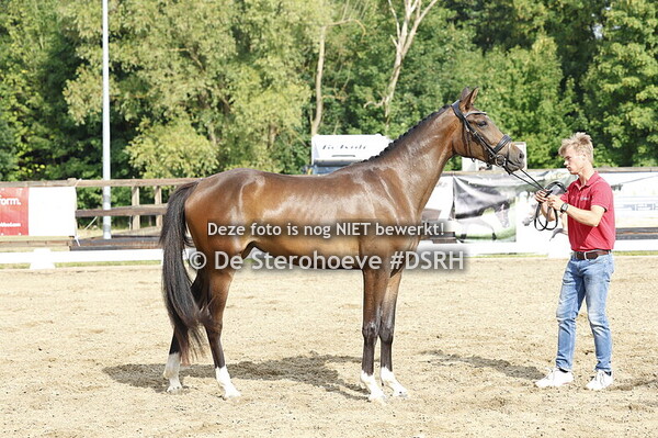 3. MERRIES VAN 2 JAAR DRESSUUR
