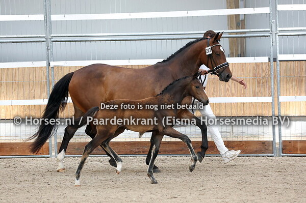 227 Vida WG (Opoque x Rise Up RS2 v. Zum Gluck)