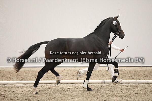 519 Just Wimphof x Negro