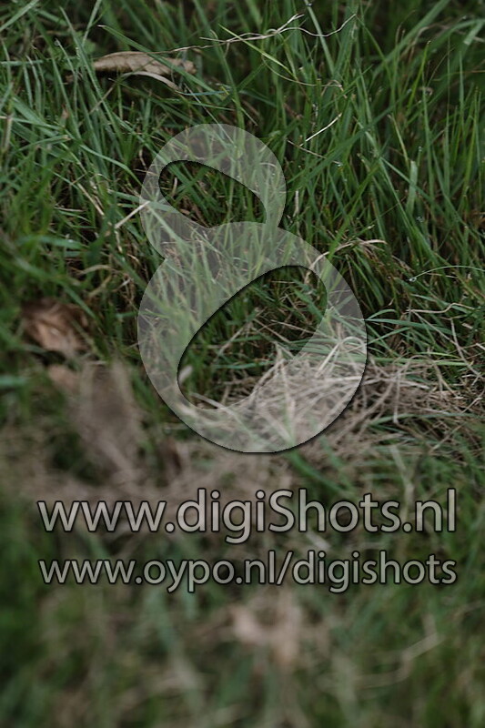 Ring 6 Klasse Z2 paarden vanaf 10.57