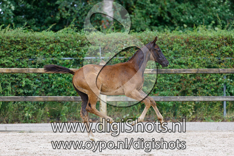 Remo H v. First Date