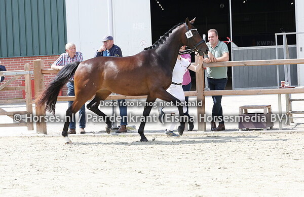 35 Rosalucienne (Just Wimphof x Eralucienne Vika)