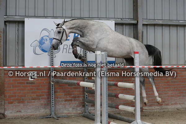 5 Pandora (Chacoon Blue x Zefier v. Padinus)