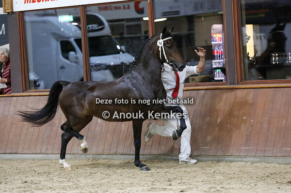 Radora ( Cizandro x Ditisem )