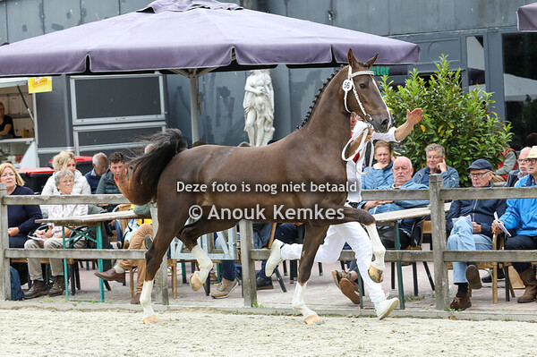 56 - Satinkie ( Lexington x Unieko )