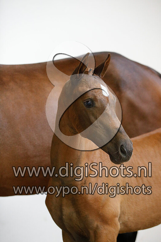 Opportunity HH v. In Style