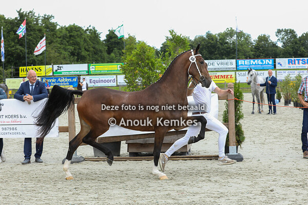 66 - Sarilla ( Lanto HBC x Plains Liberator ) 