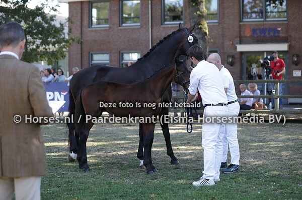 62 Super Star Sollenburg (McLaren x For Romance)