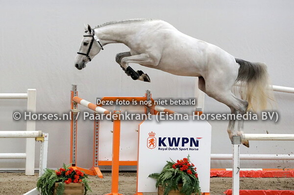 206 Nachento HC(Zirocco Blue VDL x Ghodorette-W v. Cardento)