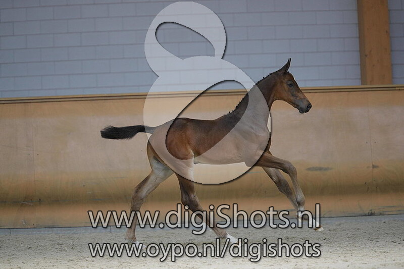 Cameron DS Z v. Chat Botte du Ruisseau Z