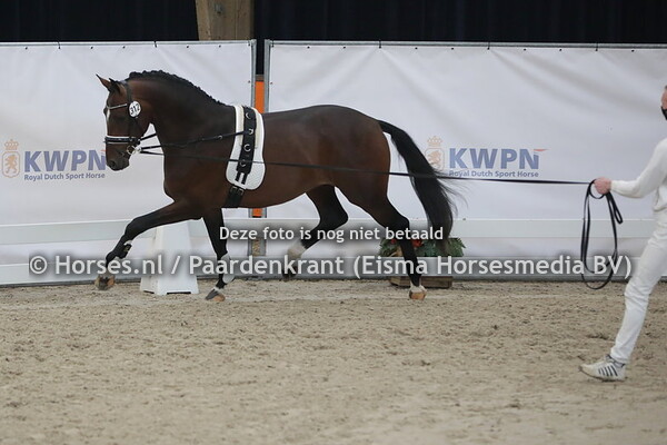 312 (Blue Hors Zack x Negro)