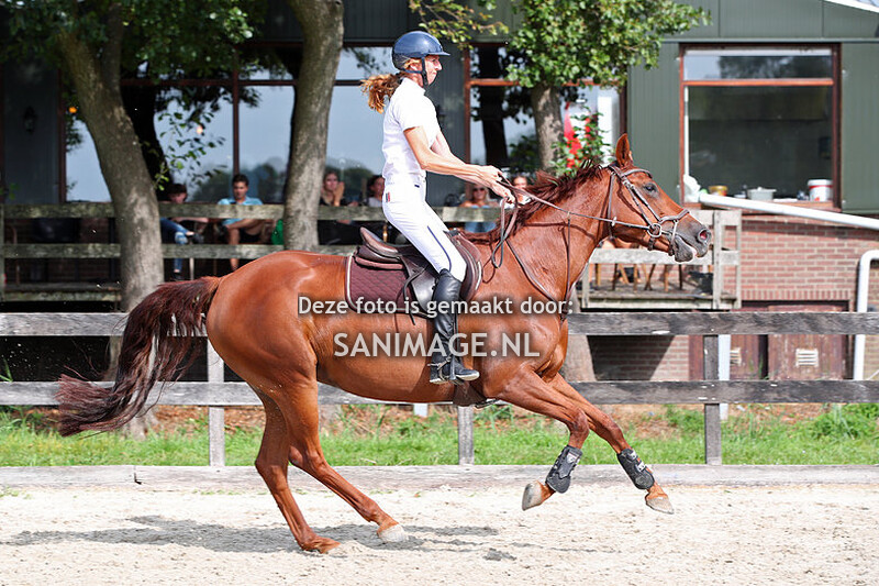 Reigersburgh 16-09-2023 Springen paarden 100 cm