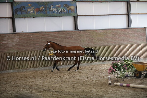 3 My First Lady (Carrera VDL x Charlotte v. Cabturano)