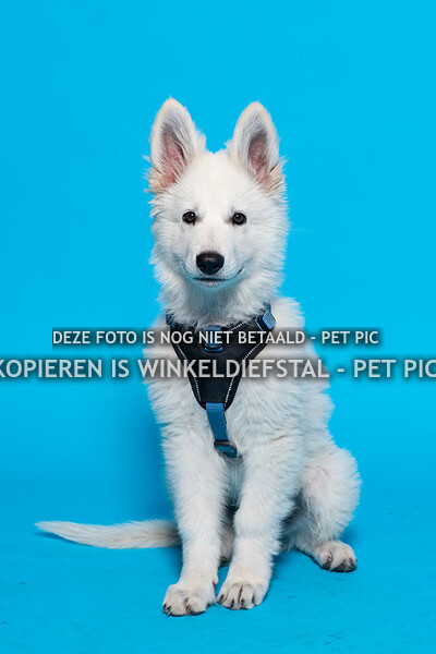 027 hond