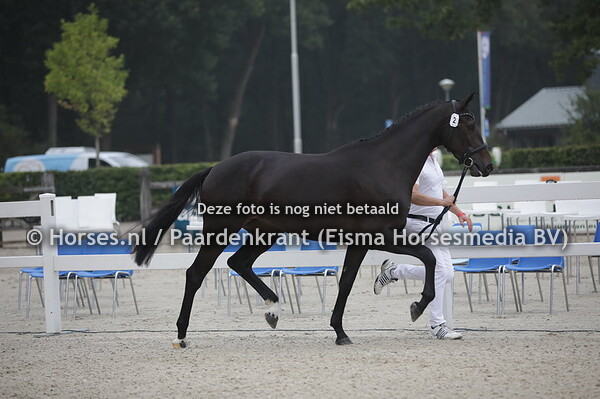 2 Madonna (Apardi x Isazsa v. Zavall)