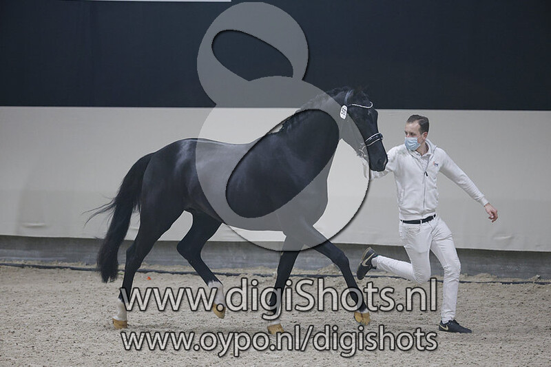 Our Totilas M v. Totilas