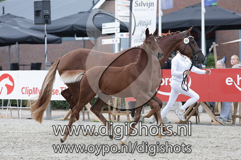 Vuente v. Lord Romantic