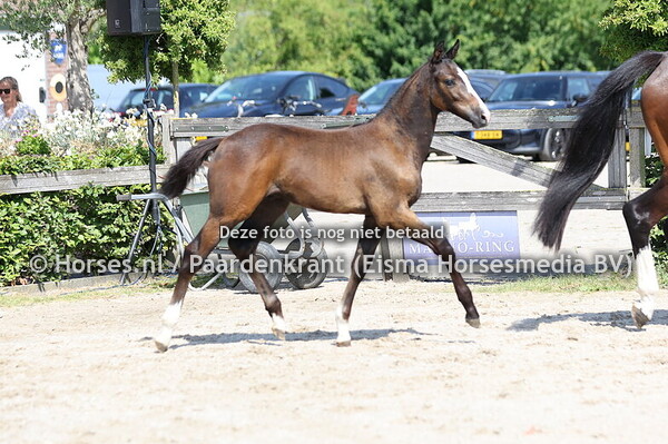 72 V.I.Kumonia (Untouchable x I.Kumonia v. W-Breitling)