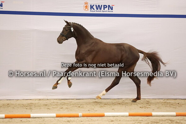 KWPN 1e bez 11 december dressuur 2024