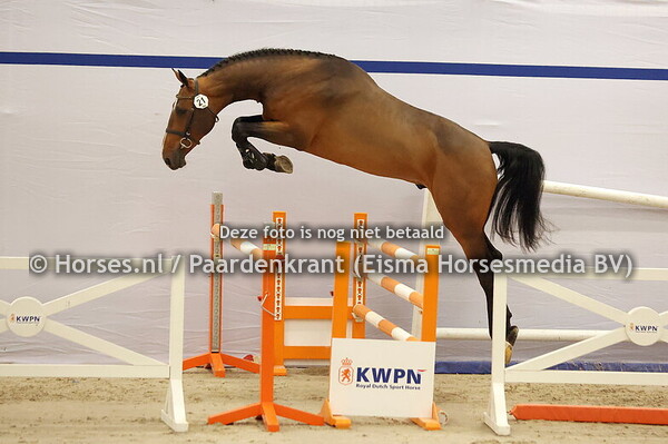 KWPN 1e bez 18 december springen 2024