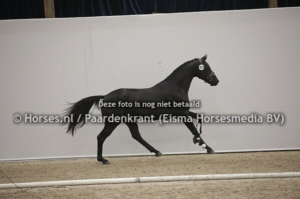 422 No Nonsens R (Furstenball x Chicky v.Olivi) (1)