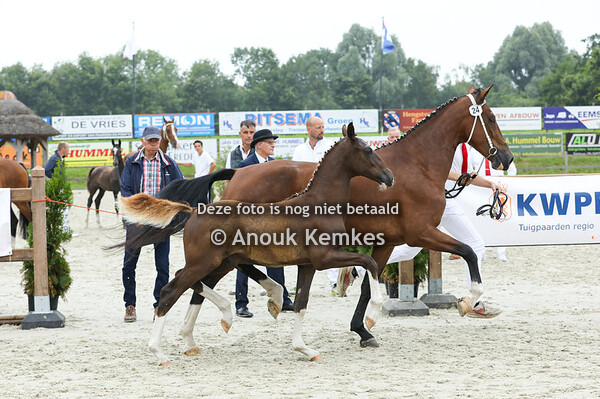 24 - Vino ( Leffeblond x Jean Pierre )