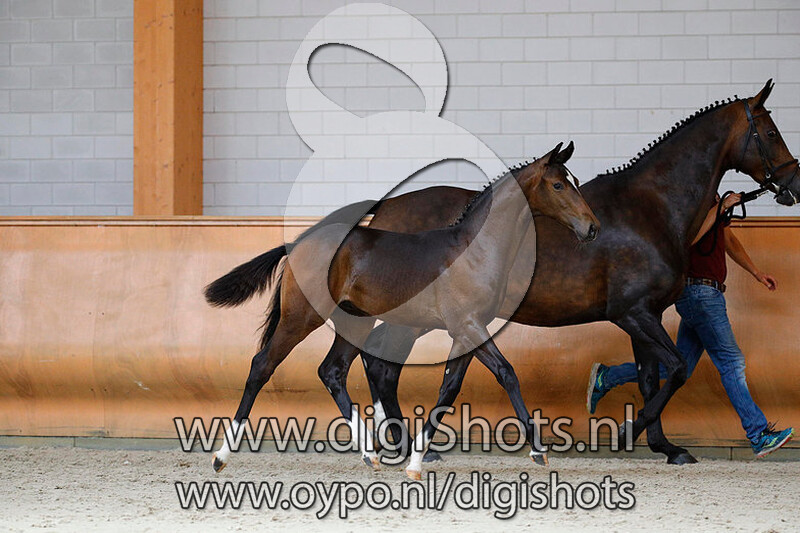 Next Diamond v. Daily Diamond