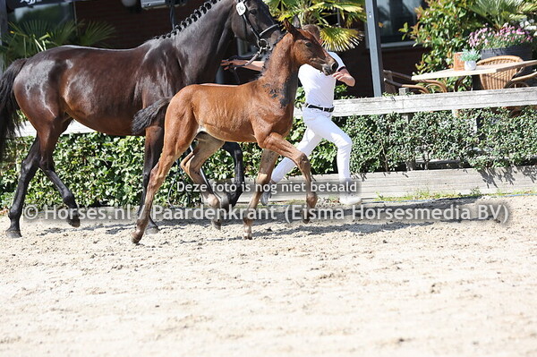 76 Venturi (Drummer 2000 TN x Pagini v. Opium JW vd M)