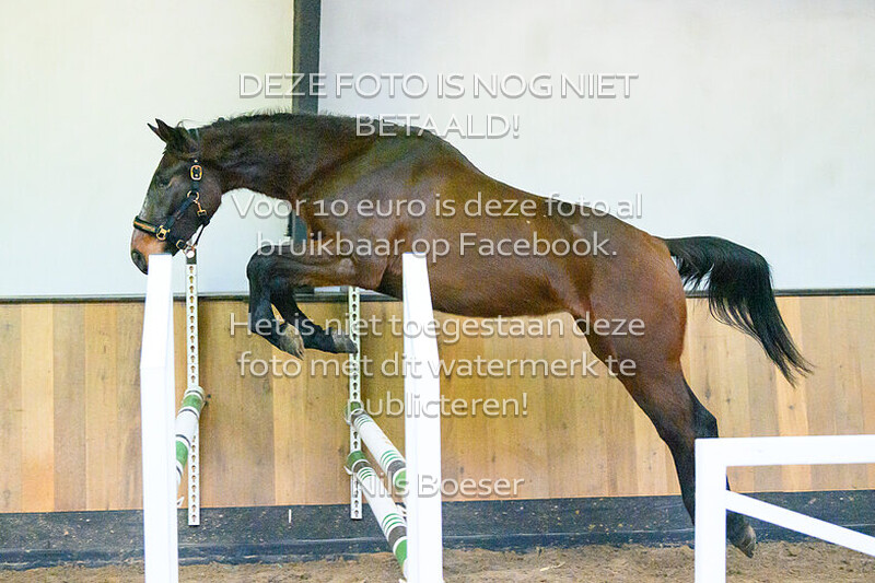 Paard_03