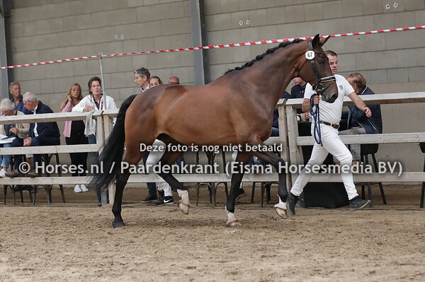 67 Imanda (Desperado x Omanda v. ferro)