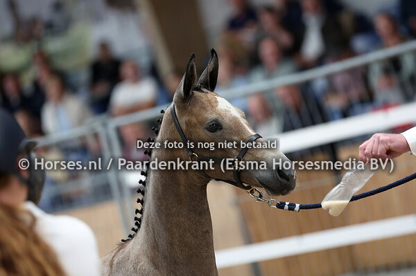 35 Vinora (Next in Line x Inopra v. Up to Date)