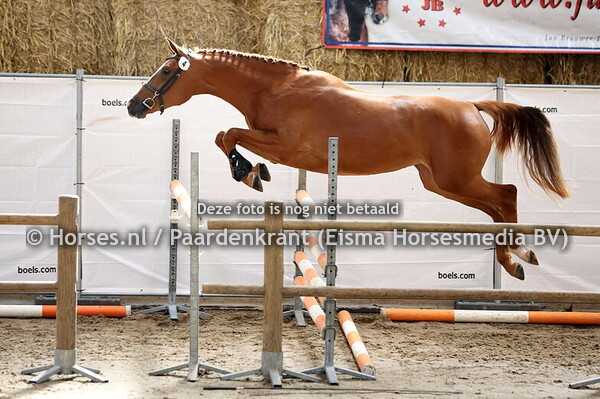 4 Snorlexa SL (Arezzo VDL X GRANDE-ARANKA V. INDOCTRO)