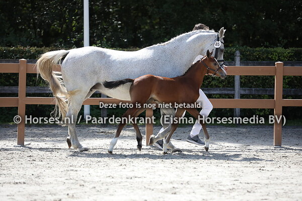 85 Odessa (Jamboree TN x US Raggio di Luna v. Royal Z) (1)