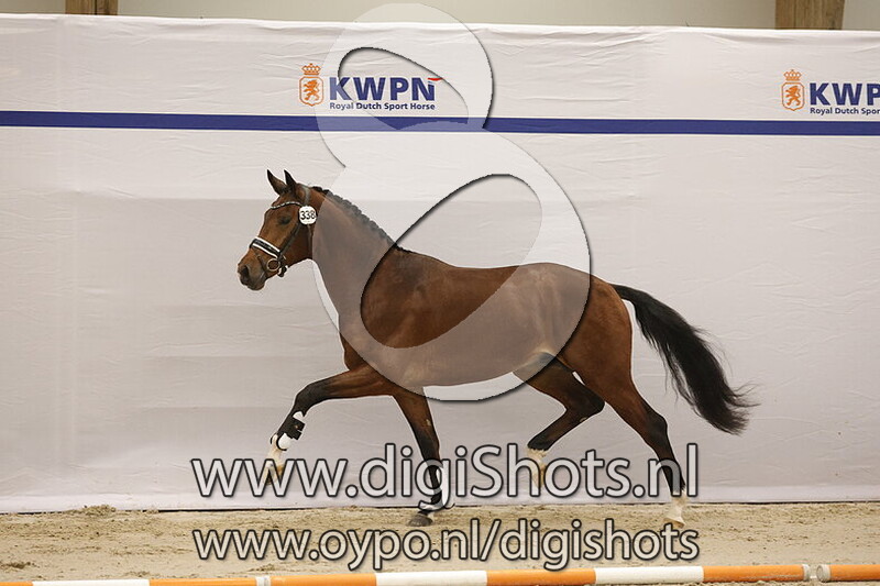 Sirvano's Sjors v. For Ferrero