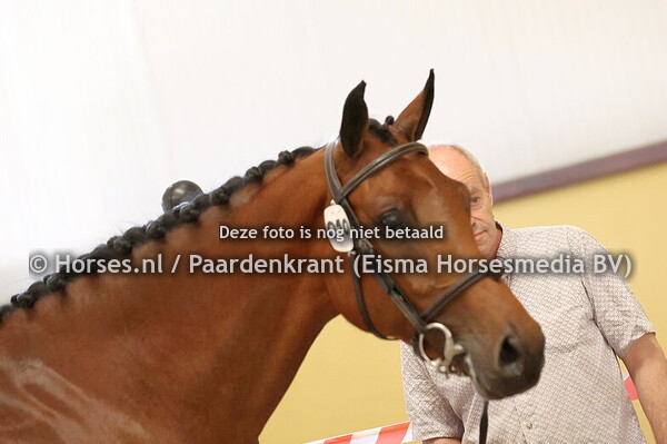 10 Pandora (Pegase van't Ruytershof x Prima Donna v. Calvados)