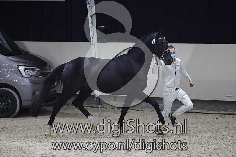 Our Totilas M v. Totilas