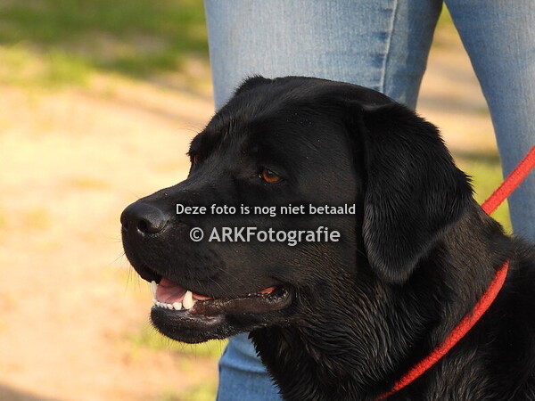 Hondenschool Hond in Actie 16-11-2025