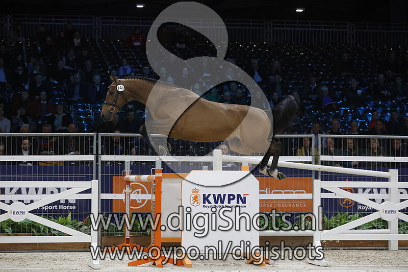 Roxy Music V&v v. Tangelo Van De Zuuthoeve - 145