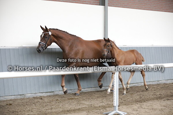 38 Goodheart (Totilas x Boncoeur v. Flemmingh)