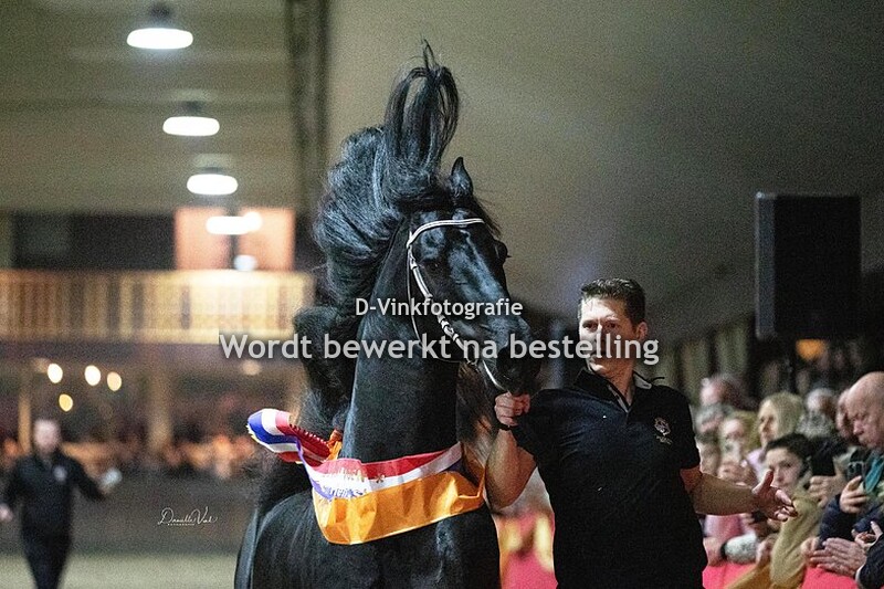 Friese hengstenshow Nieuwe Heuvel 22-02-2025