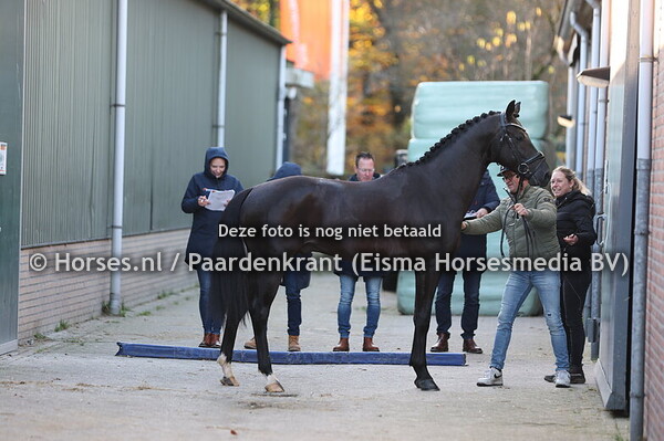 39 Steet Art (Mowgli VOD x Wynton)