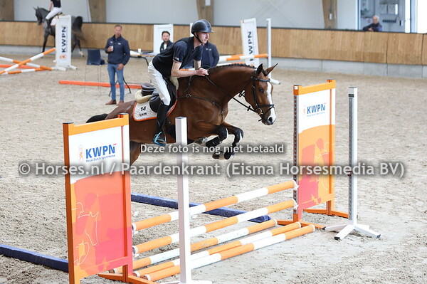 14 Solainetaire (Donthargos x Gino)