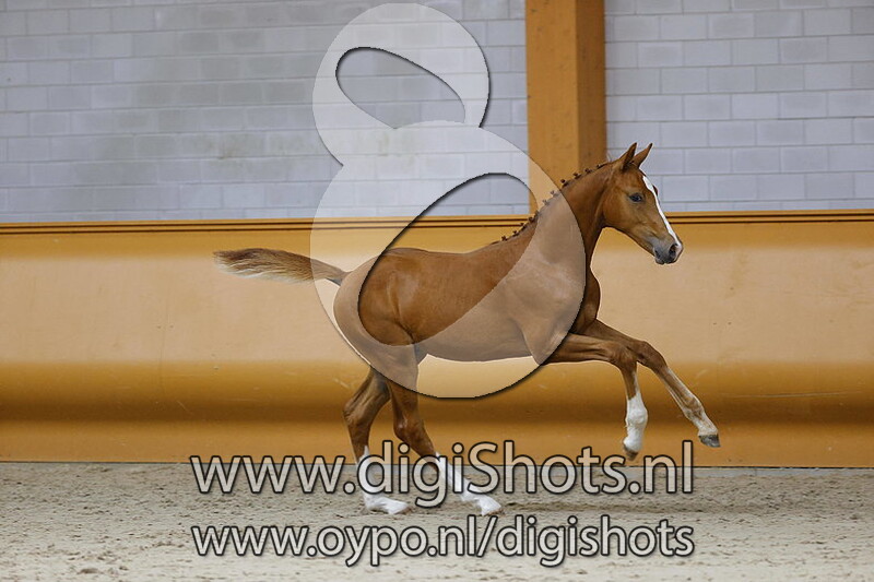 Pauillac SPB v. Komme Casall