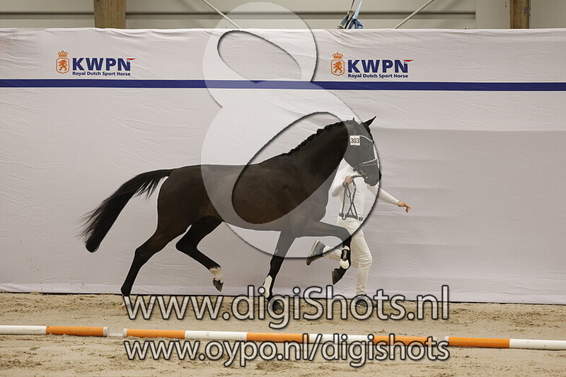 Sirius Black DSV v. Blue Hors Zackerey