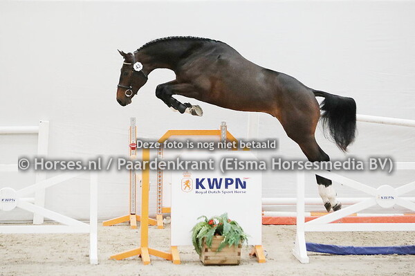 02-12-21 KWPN HK 1e bez springen donderdag