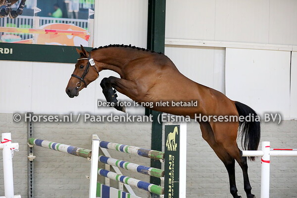 13-06-2023 Enter stamboekkeuring KWPN springen