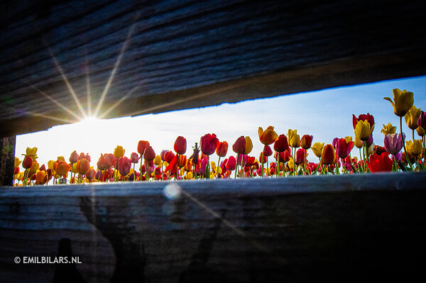 Bollenstreek in het voorjaar