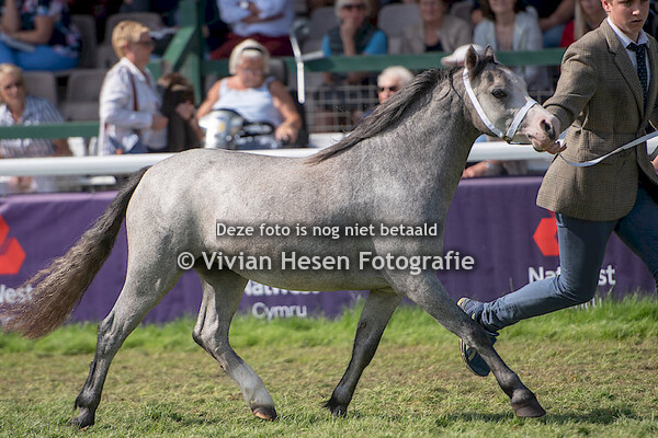 2 yo fillies Section A